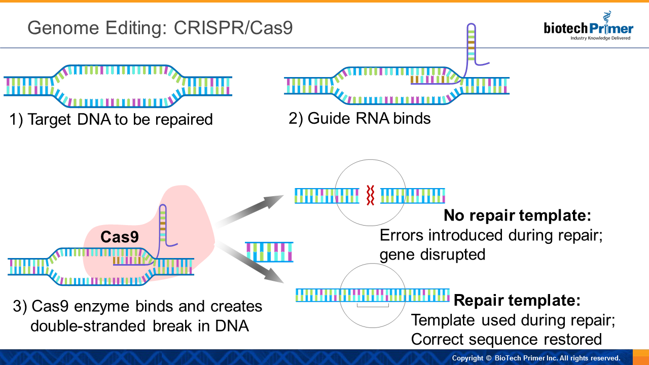 Молекулярные ножницы CRISPR/cas9. Генетические ножницы CRISPR/cas9. Редактора генома CRISPR/cas9. Редактирование генома с CRISPR/cas9.